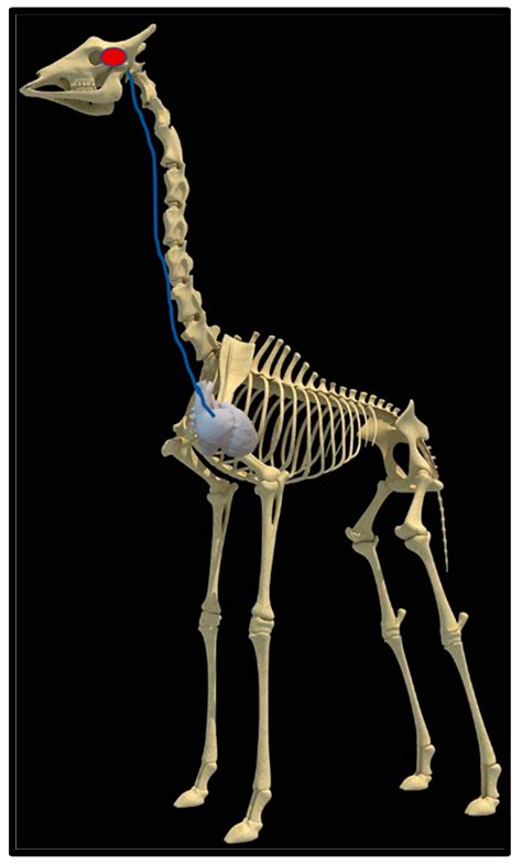 Giraffe Heart Anatomy