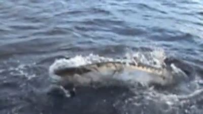 International Fishing News: VIDEO: great barracuda attack!!!