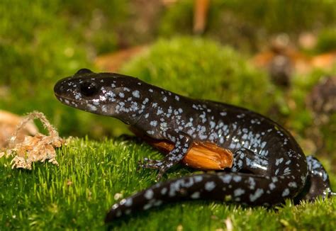 Salamanders of Pennsylvania: 22 species, 2-20 inches, blue, red, green, yellow, marbled ...