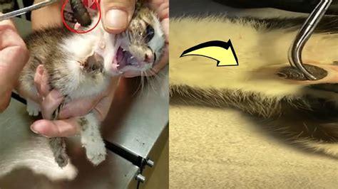 CUTEREBRA REMOVAL FROM KITTEN - YouTube