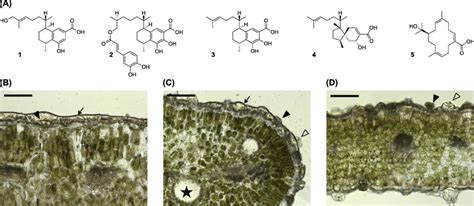 a Examples of diterpenoids reported from E. denticulata subsp ...