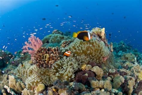 Best Diving sites in Papua New Guinea – Scuba dive reviews by Divezone