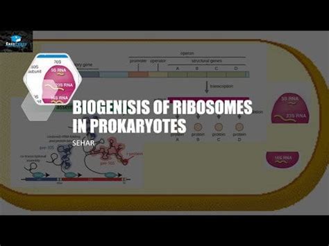 Biogenesis of Ribosomes in Prokaryotes : r/biotechnology