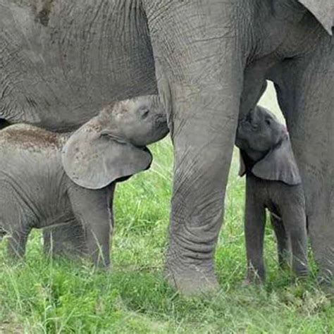 Extremely Rare Elephant Twins Born At National Park - PawSoCute