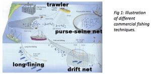 Fishing Methods for a Sustainable Future - Catalina Island Marine Institute