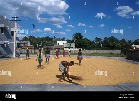 INDIA Tamil Nadu, rice farming, rice mill, drying of rice after boiling ...