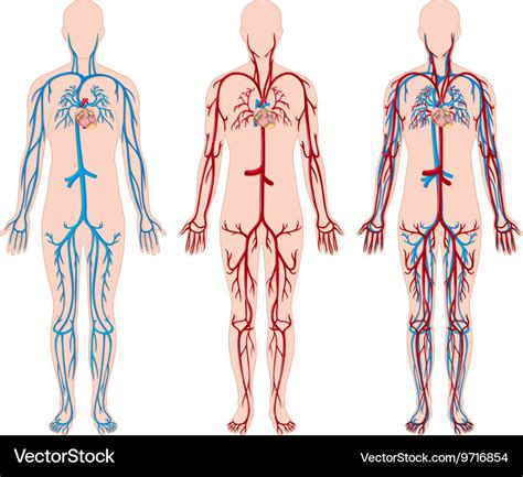 Different diagram of blood vessels in human Vector Image