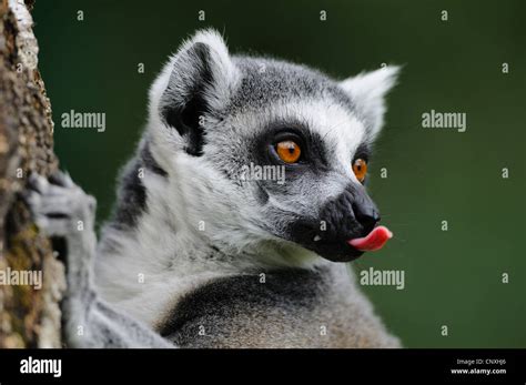 ring-tailed lemur (Lemur catta), sticking tongue out, portrait Stock ...