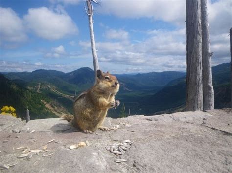 Feeding the wildlife at Mt. St. Helens | Places I've been | Pinterest