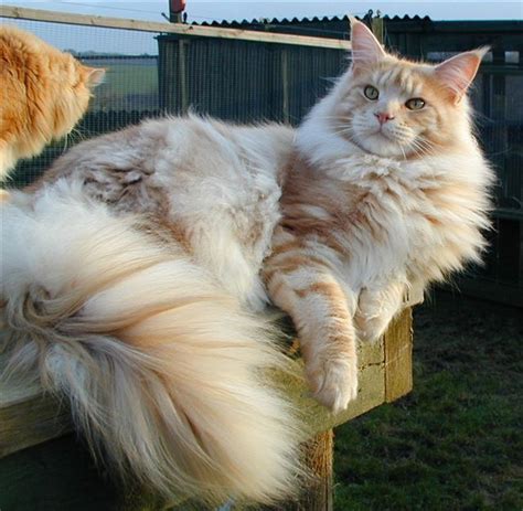 http://www.mainecoonguide.com/how-to-keep-a-maine-coon-growth-chart/ Gorgeous Cats, Pretty Cats ...