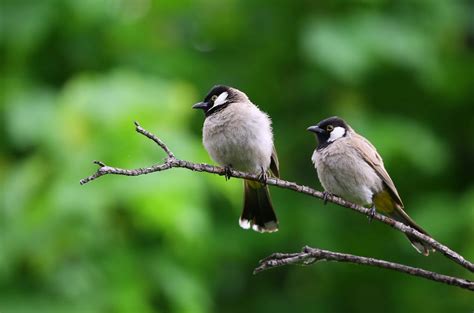 White and Black Birds Piercing on Tree Branch · Free Stock Photo