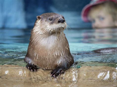 Otters making a welcome return to Texas waterways