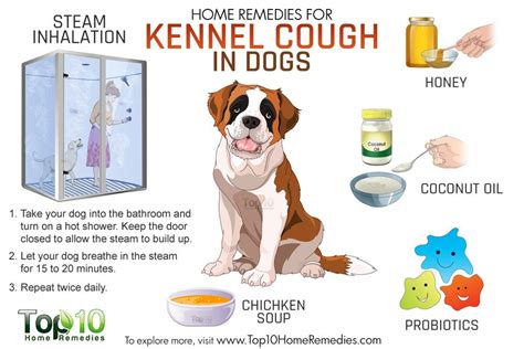 Home Remedies for Kennel Cough in Dogs | Top 10 Home Remedies