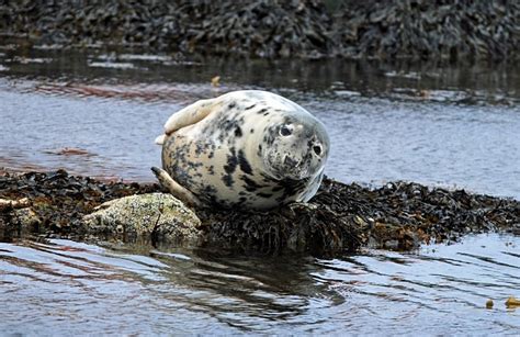 Atlantic Grey Seal