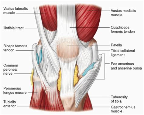 Knee | Radiology Key