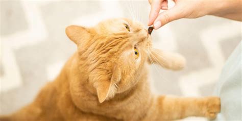 L-lysine for Cats: Overview, Dosage & Side Effects - Cats.com