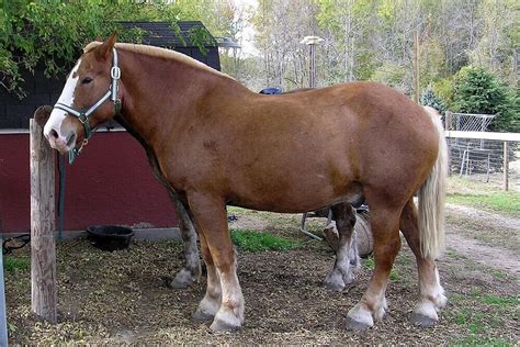 Horse Breeds: The 30 Most Popular Equine Types A To Z