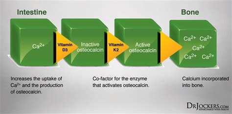 3 Major Benefits of Vitamin K2 For Your Heart and Bones