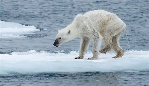 Climate change is rapidly transforming the Arctic: Why everybody should ...