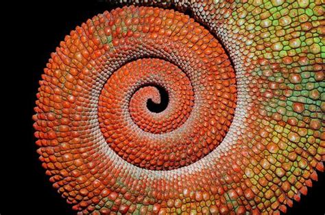 a beautiful texture and pattern | Patterns in nature, Spirals in nature, Biology art