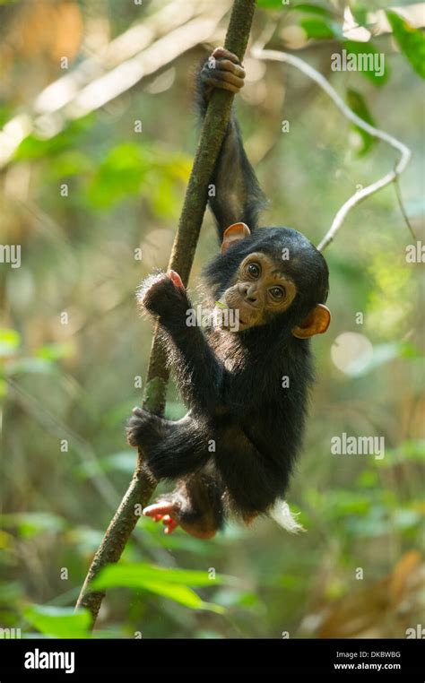 Baby Chimpanzee playing in a tree, Pan troglodytes, Mahale Mountains National Park, Tanzania ...