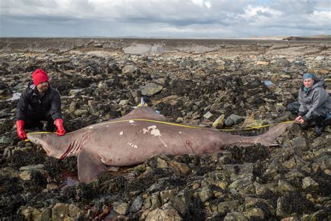 Huge shark washes up on Irish beach in first recording of rare species | The Independent