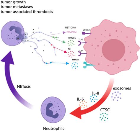 Frontiers | Neutrophil extracellular traps: New players in cancer research