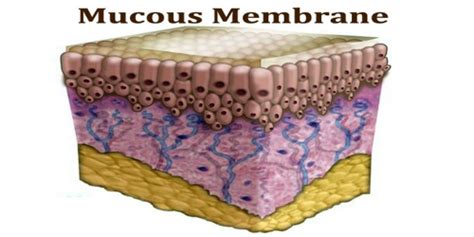 Mucous Membrane - Assignment Point