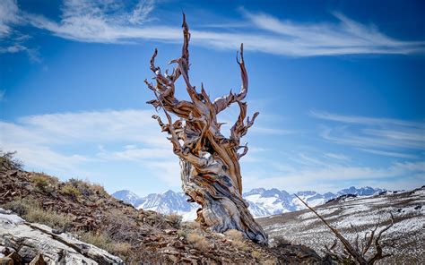 Ancient Bristlecone Pine Forest | Outdoor Project