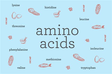 What are amino acids? Exploring the 9 essential amino acids + the foods ...