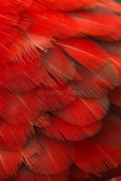 Parrot feathers stock photo. Image of gold, feather, colors - 67173598