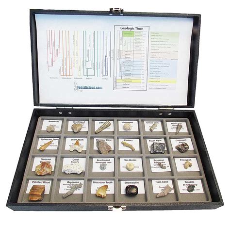 Fossil Collection 24 specimens With Display Box