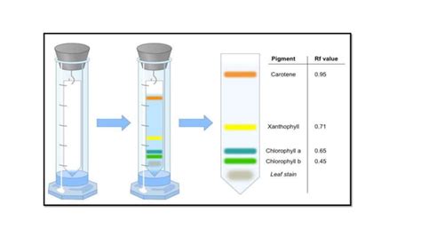 Partition chromatography | PPT