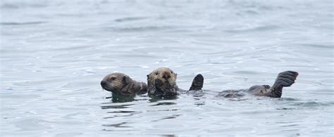 Sea Otters in Glacier Bay - Glacier Bay National Park & Preserve (U.S. National Park Service)