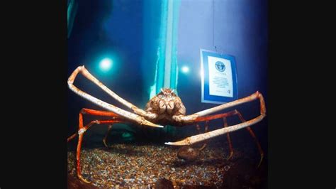 Pics of ‘record-crushing’ crab named Big Daddy are fascinatingly scary | Trending - Hindustan Times