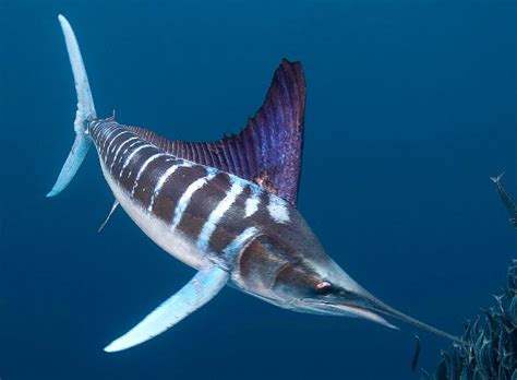 Striped Marlin