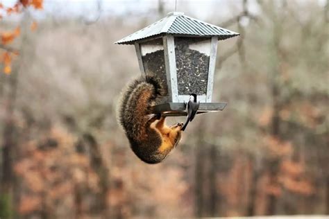 The Best Squirrel Proof Bird Feeders (That Actually Work) - Bird Feeder Hub