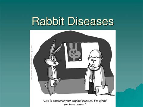 PPT - Rabbit Diseases PowerPoint Presentation, free download - ID:138829