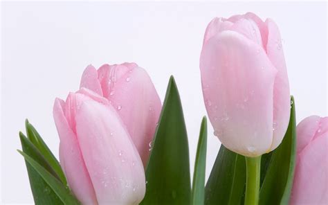 Pink Tulips wallpaper