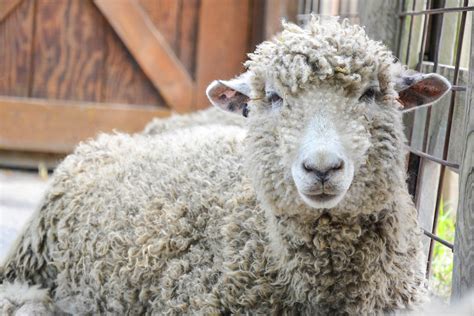 Cotswold Sheep | The Maryland Zoo