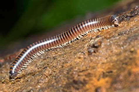 How To Get Rid of Millipedes: A Complete Guide