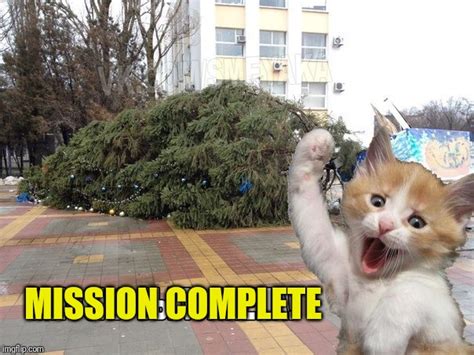 Cat wtf mission completed! - Imgflip