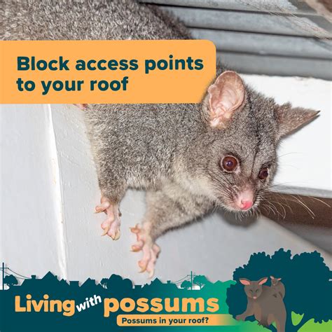 Everything you need to know about possums in your… | Green Adelaide