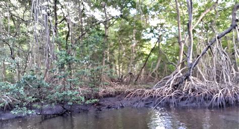 Caroni Swamp Experience - TriniSue