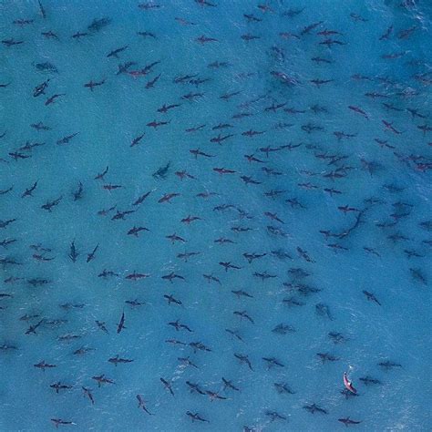 Shark migration off the coast of Florida : r/thalassophobia