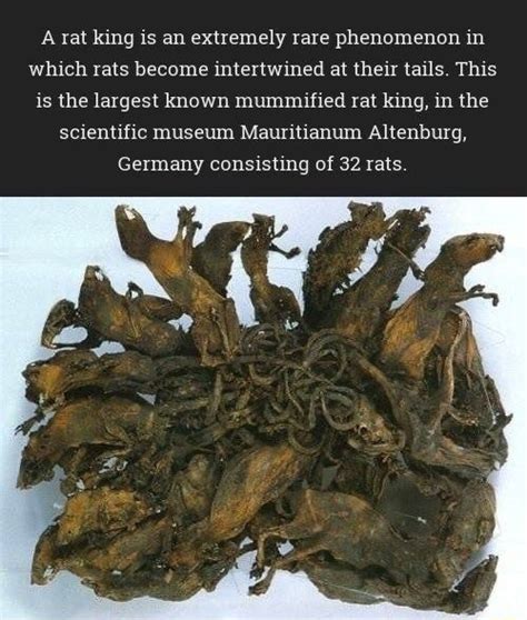 A rat king is an extremely rare phenomenon in which rats become ...