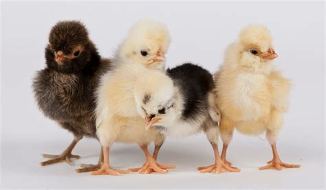 Breed Spotlight: The Polish Chicken | Meyer Hatchery Blog