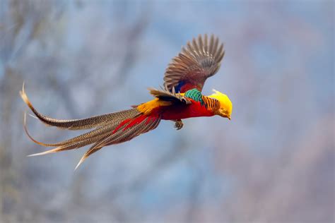 Golden Pheasant | Facts, Information and Habitat