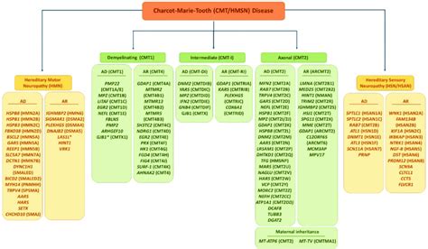 An overview of subtype classification of Charcot-Marie-Tooth Disease ...