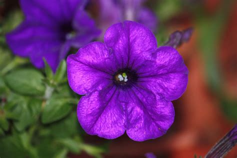 My favorite colored petunia | Petunias, Plants, Flowers